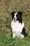 BORDER COLLIE 1356